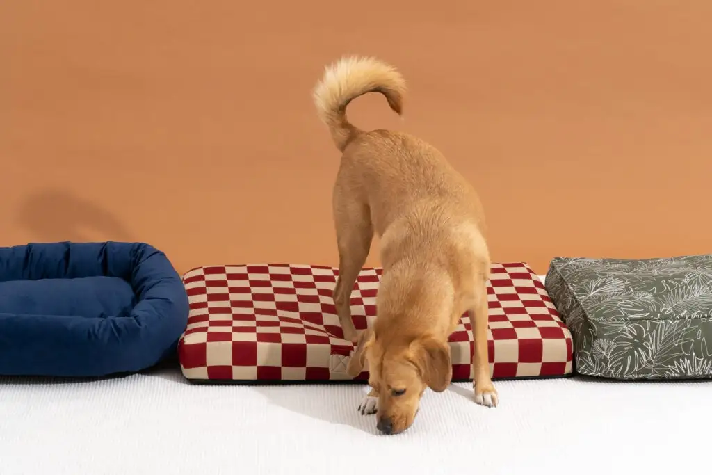 best dog beds