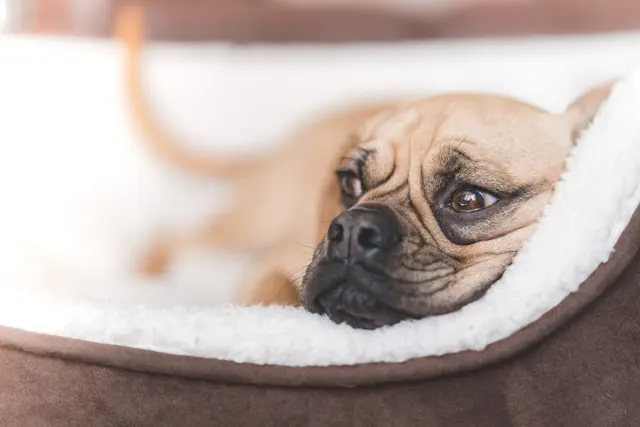 best dog beds best dog beds