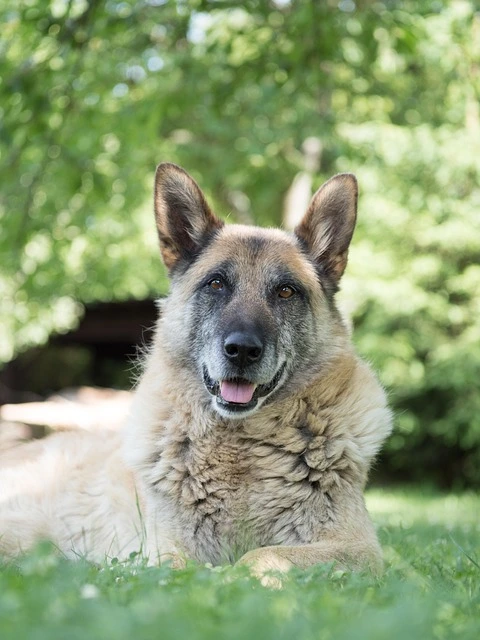 best dog food for senior dogs best dog food for senior dogs