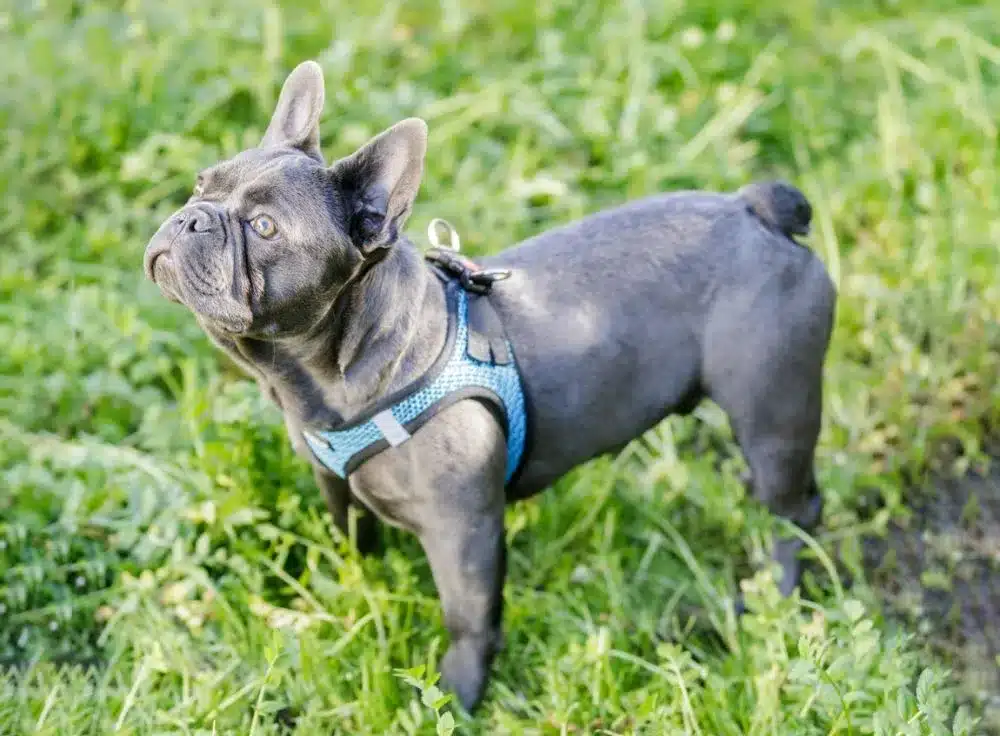 blue french bulldog
