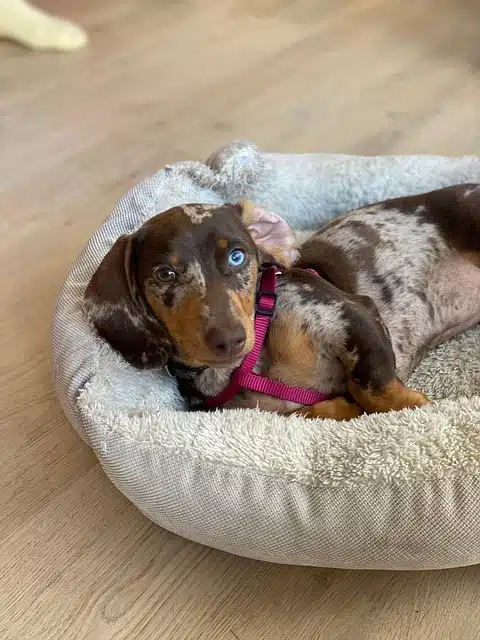best dog beds