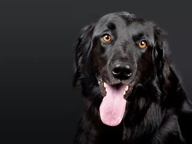 superfoods for dogs