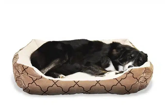 best dog beds best dog beds