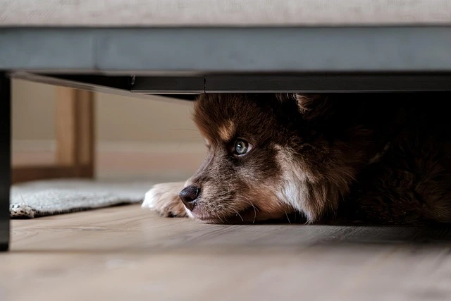 dog anxiety