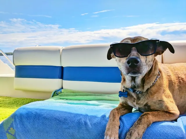 dog friendly vacation destinations dog friendly vacation destinations
