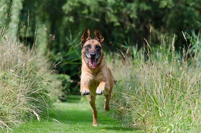 dog recall training dog recall training