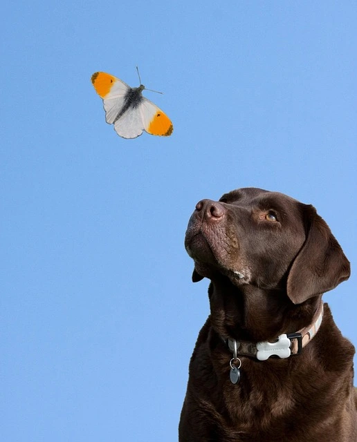 english labrador retriever
