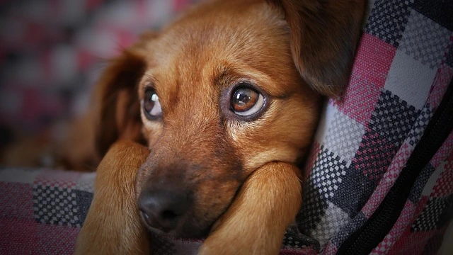 puppy behavior problems puppy behavior problems