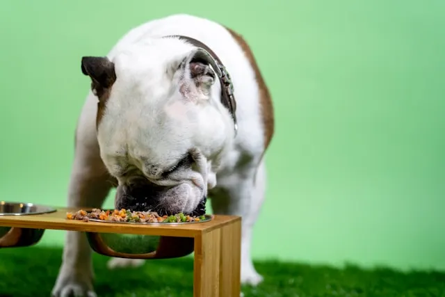 raw vs kibble dog food