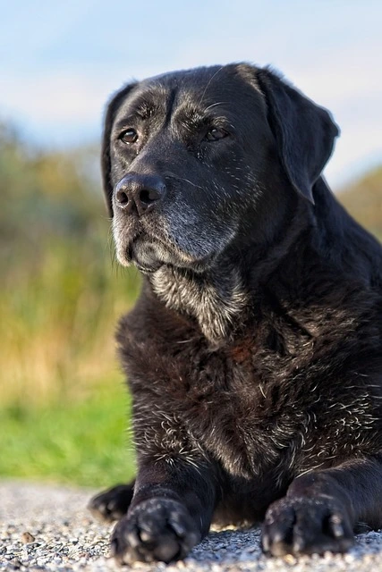 senior dog