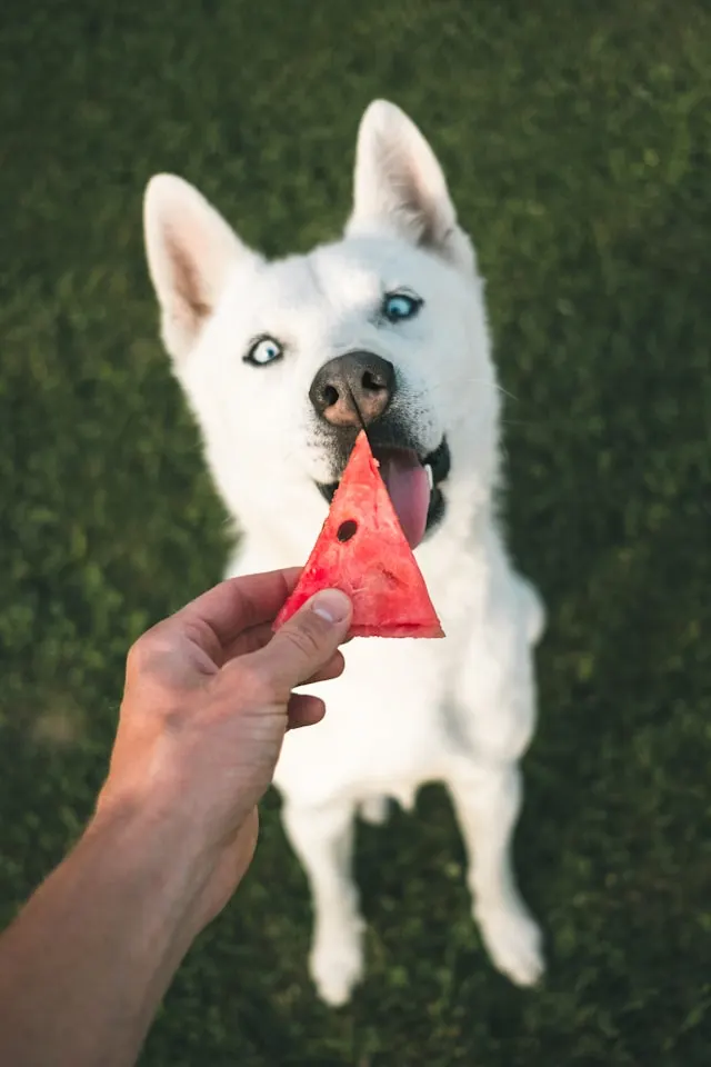 superfoods for dogs