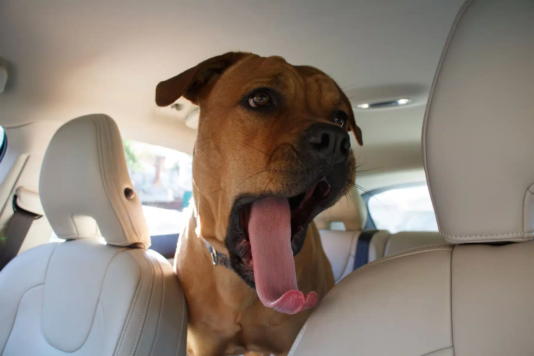 dog car travel anxiety