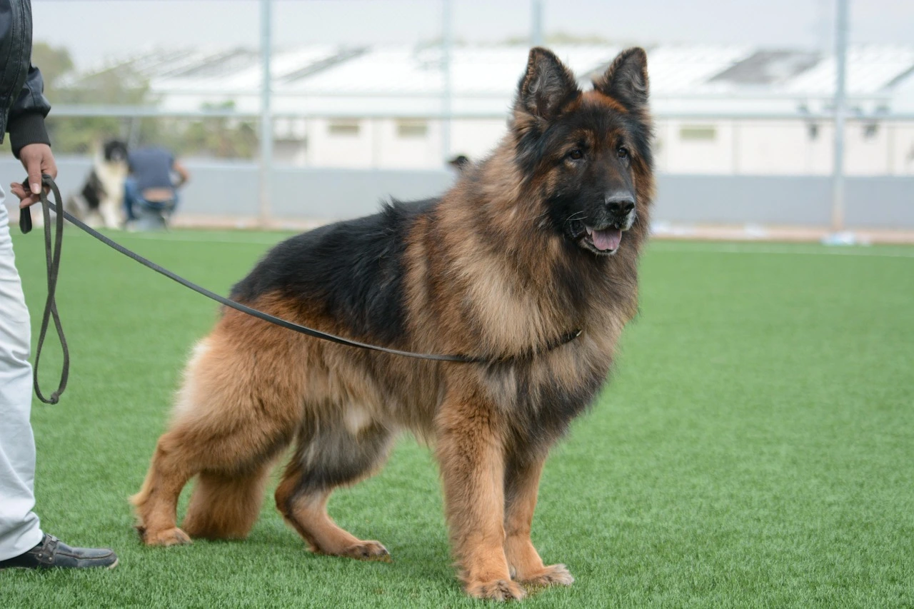 best leash for dogs that pull
