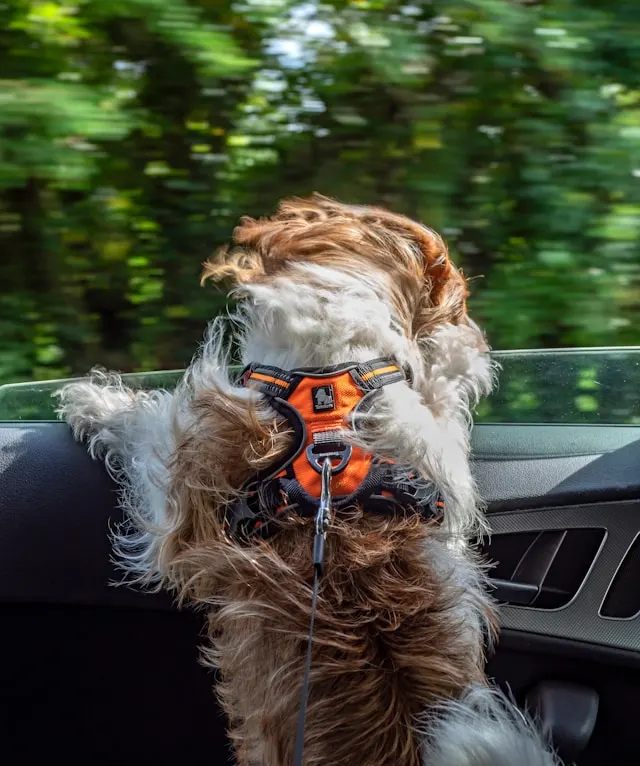 dog car harness dog car harness