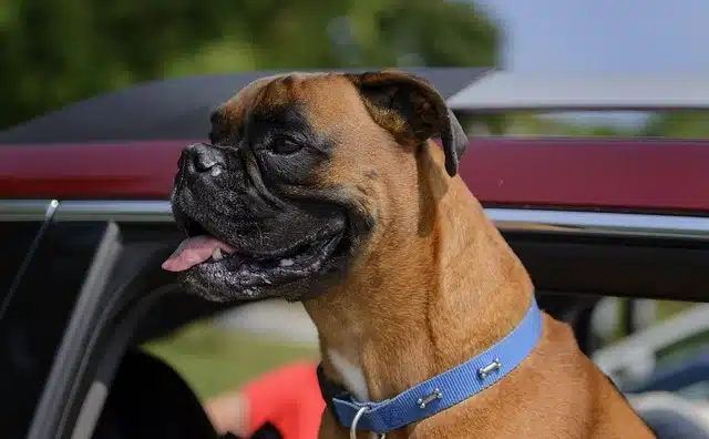 dog car safety product dog car safety product