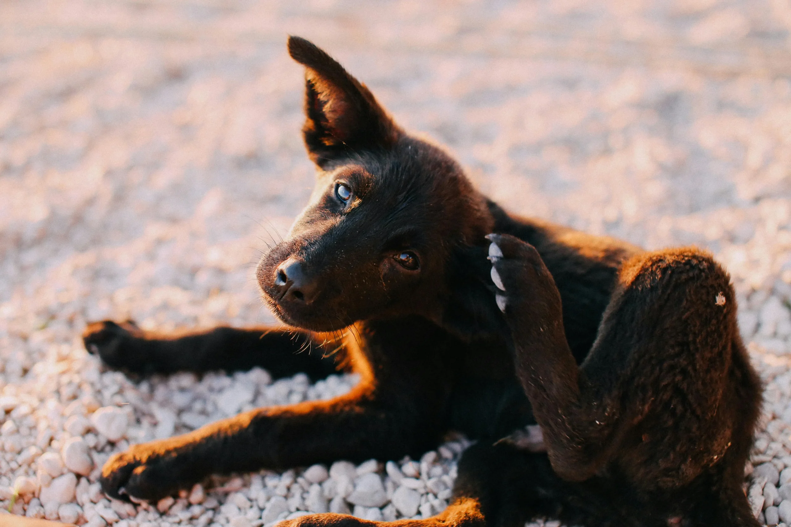 best dog food for allergies