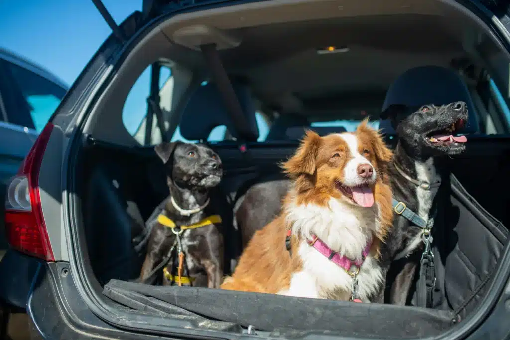 dog car travel