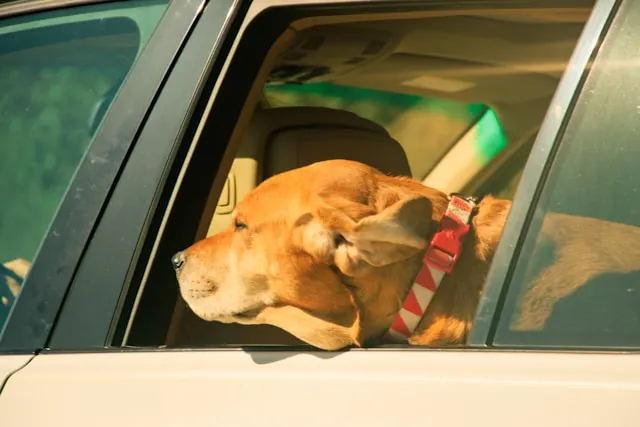 dog car seats for small dogs