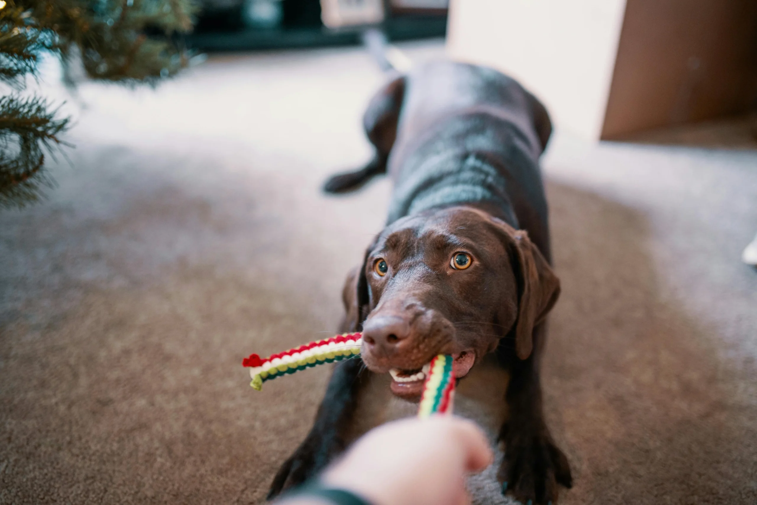 dog toys for agressive chewers