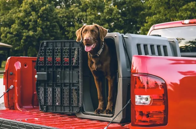 dog travel crate