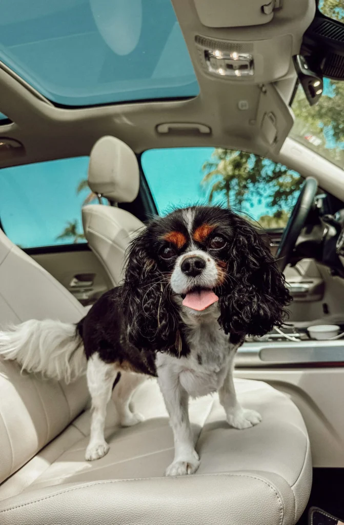 dog car seats for small dogs