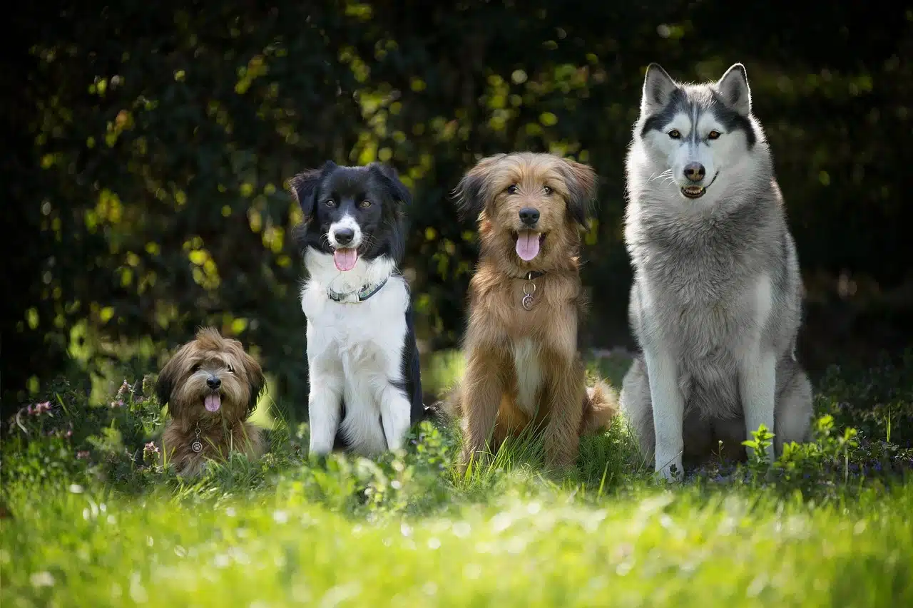 cps certification dogs