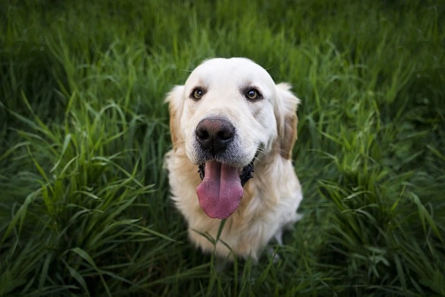 happy dog stress free dog
