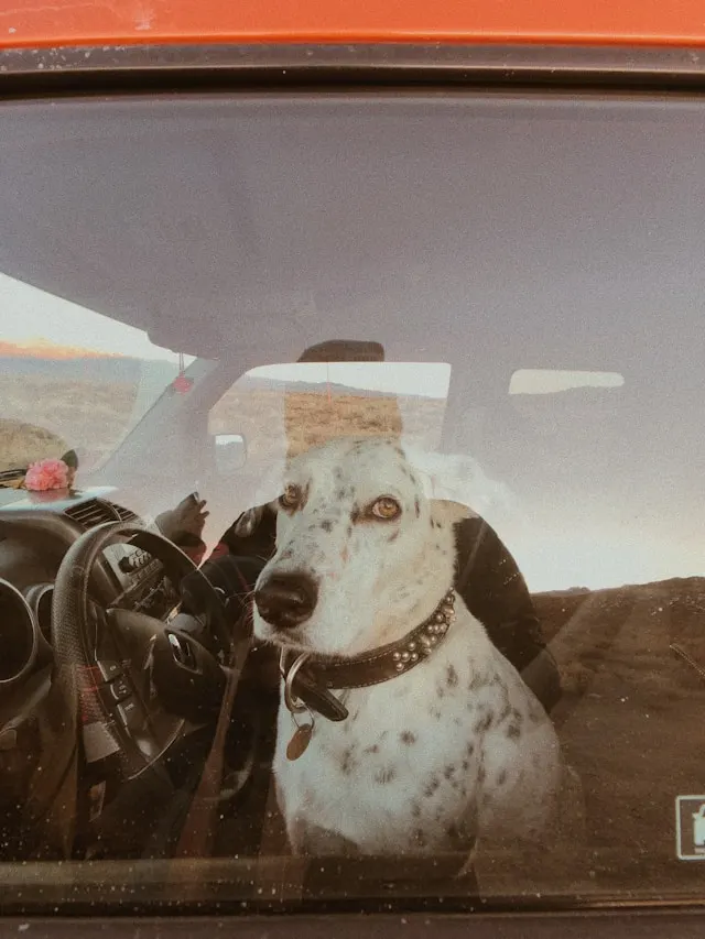 legal requirements for dog car travel