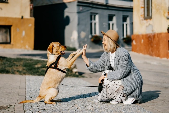 pet insurance