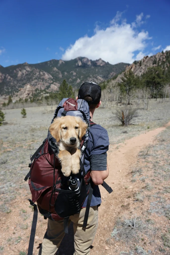 safe dog travel pet travel accessories