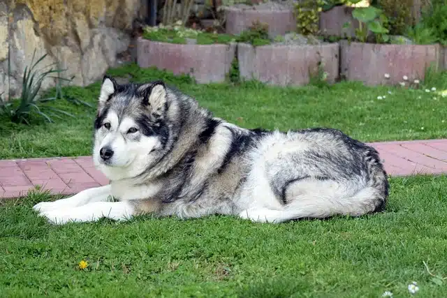 Alaskan Malamute Alaskan Malamute