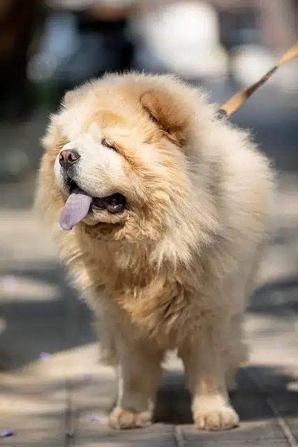 Chow Chow Chow Chow