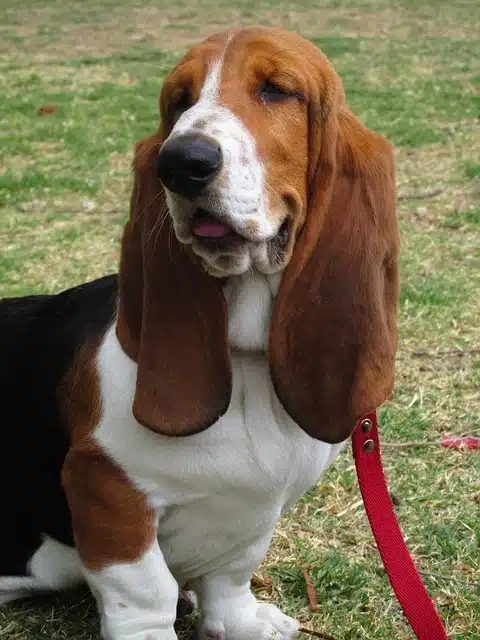Basset Hound Basset Hound
