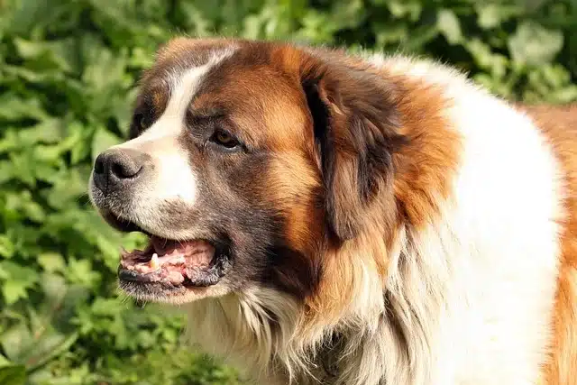 Saint Bernard Saint Bernard