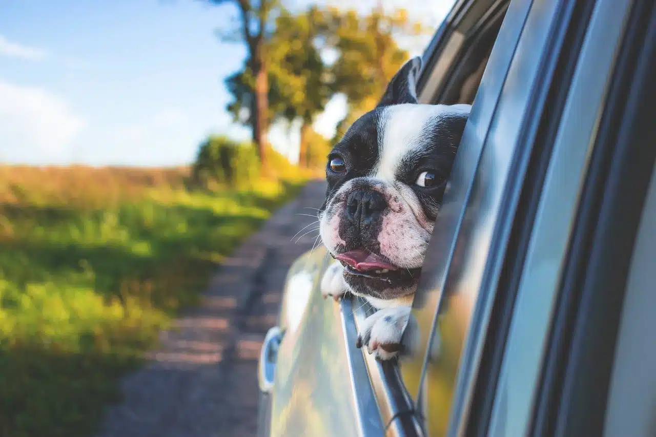 hot dog car