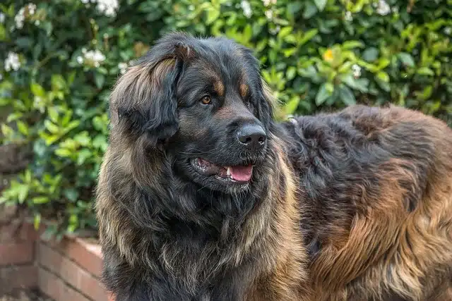 Leonberger Leonberger