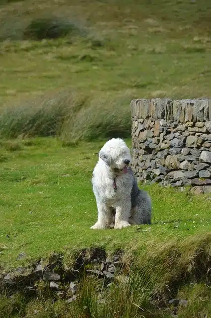 Old English Sheepdog Old English Sheepdog