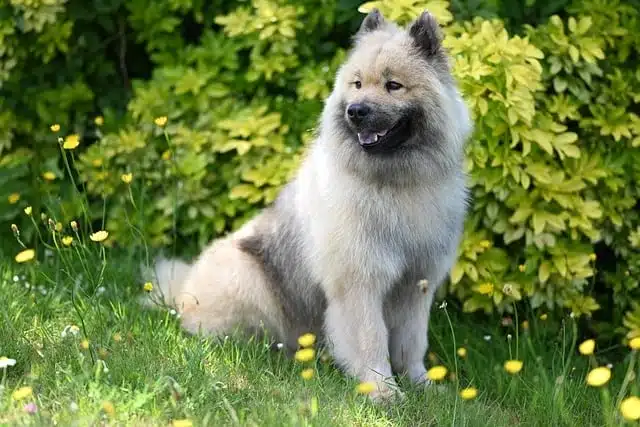 Eurasier Eurasier