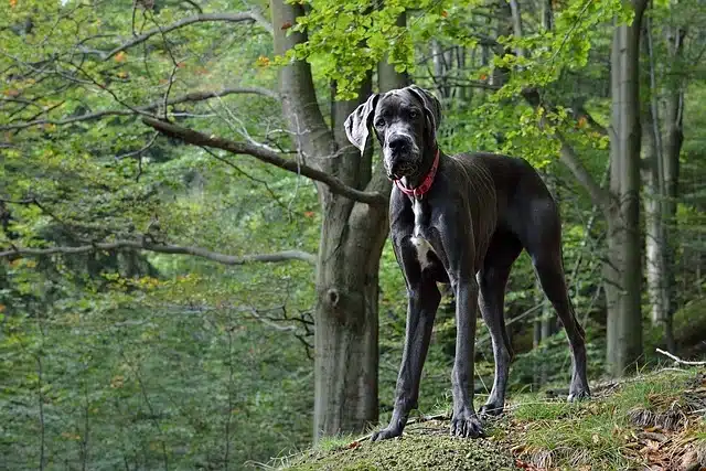 Great Dane Great Dane