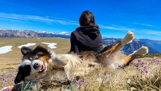 big fluffy dog breeds