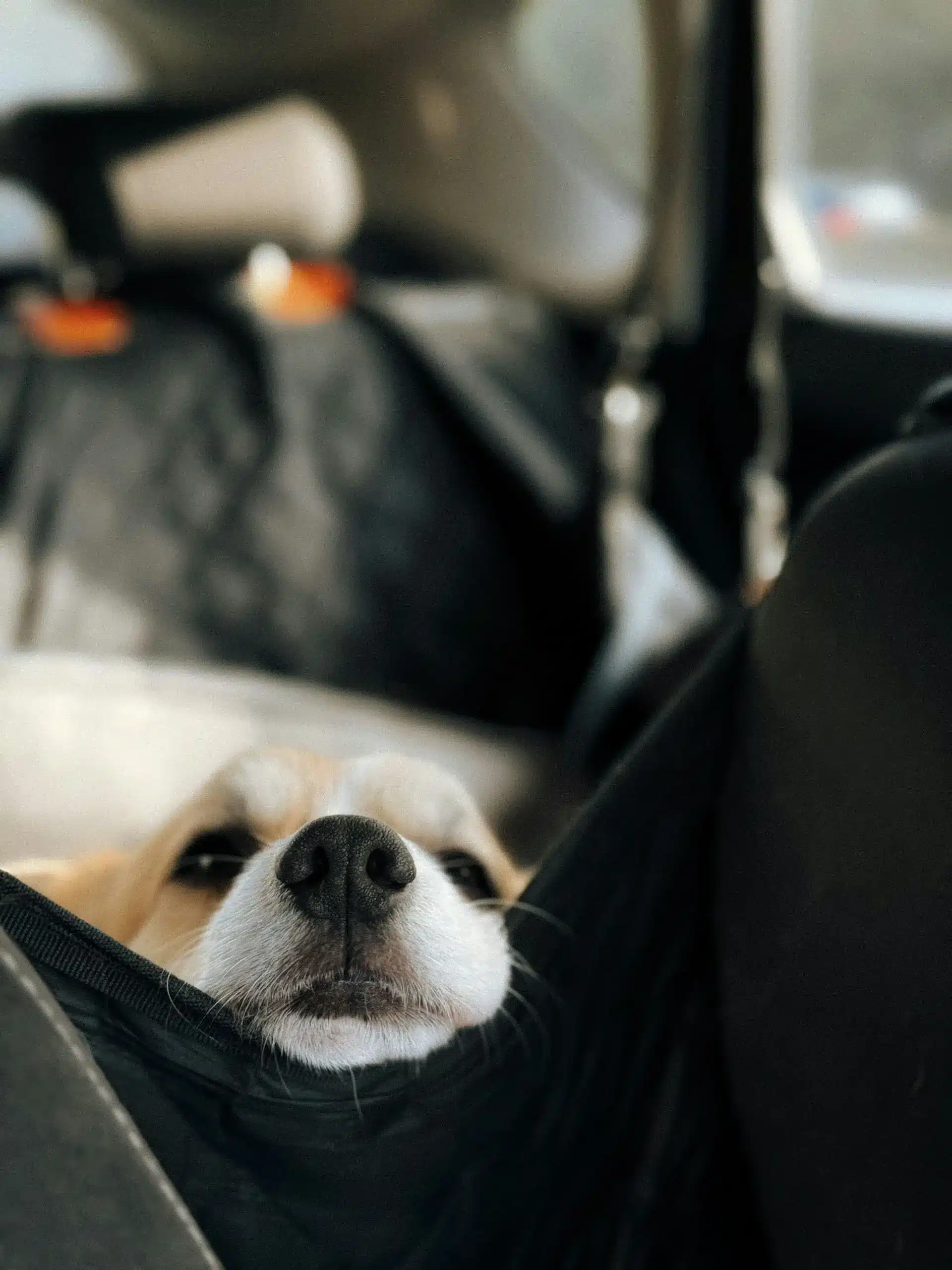 dog car seat covers