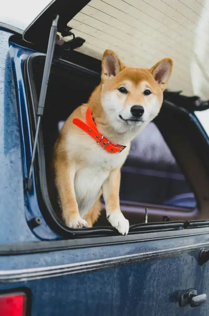 dog car bed dog car bed
