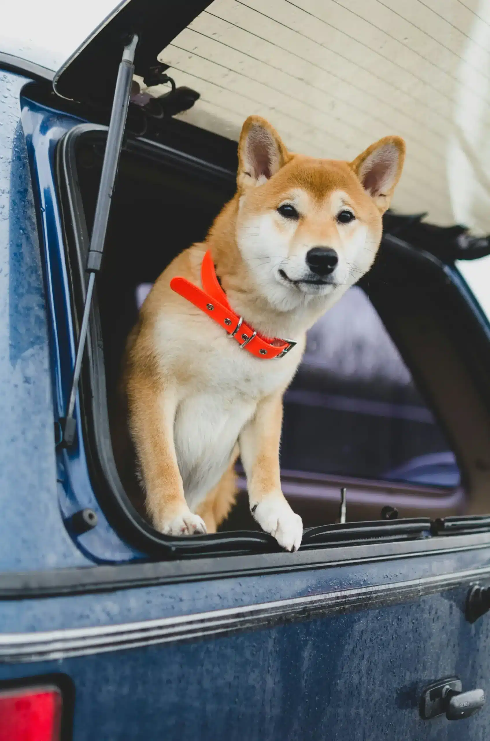 dog car bed