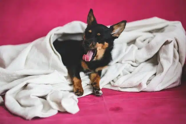 Lazy dog breeds