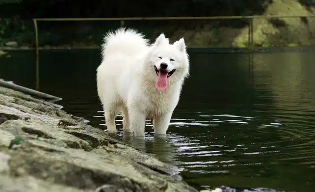 samoyed-2765557_640