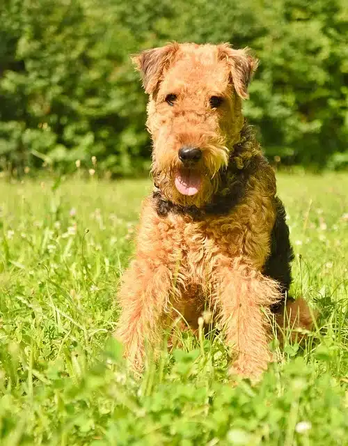 Airedale Terrier Airedale Terrier