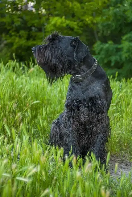 Giant Schnauzer Giant Schnauzer