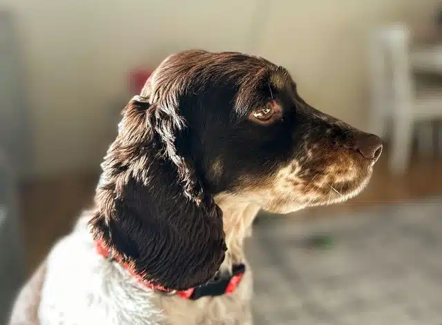 Irish Water Spaniel Irish Water Spaniel