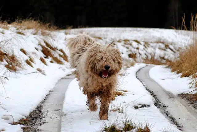 Komondor Komondor