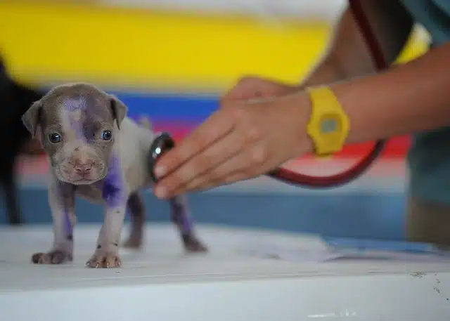 Puppy vaccination schedule